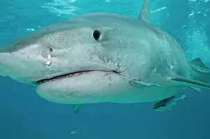 Galeocerdo: Tiger Shark