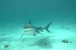Galeocerdo: Tiger Shark