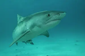 Galeocerdo: Tiger Shark