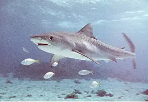 Worldwide: TIGER SHARK