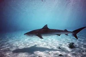Worldwide: TIGER SHARK