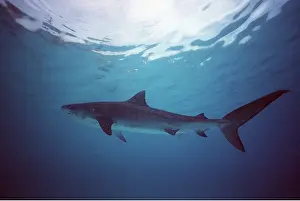 Worldwide: TIGER SHARK