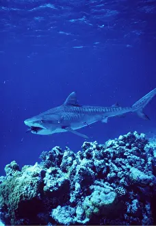 Kill: TIGER SHARK