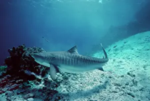 Attracted: Tiger SHARK - attracted to baits in reef