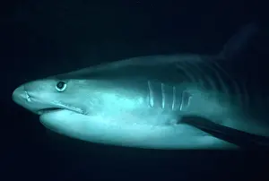 Cuvieri: Tiger SHARK - close-up of head showing eye