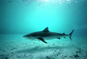 Cuvieri: Tiger SHARK - in Coral sea lagoon