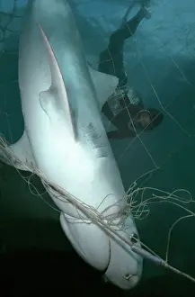 Tangled: Tiger SHARK - dead after becoming tangled in shark