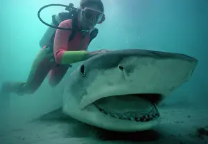 Cuvieri: Tiger shark - With diver