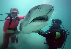 Cuvieri: Tiger shark - With diver - Live Tiger shark being