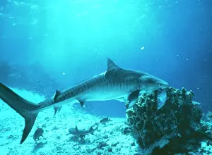 Galeocerdo: TIGER SHARK - feeding on fish