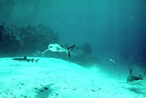 Cuvieri: Tiger Shark - feeding. & Grey Reef & Whitetip /