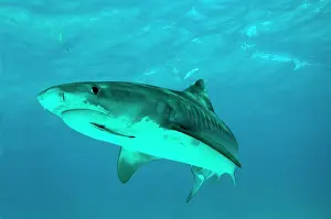 Note: Tiger Shark - female - note hook damage in corner of mouth