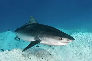 Galeocerdo: Tiger Shark (Galeocerdo cuvier), Indian Ocean, Fuvahmulah