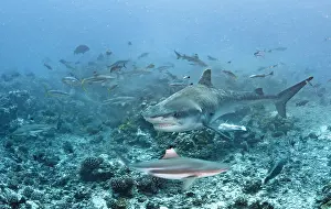 Blacktip: Tiger shark (Galeocerdo cuvier) and Blacktip reef