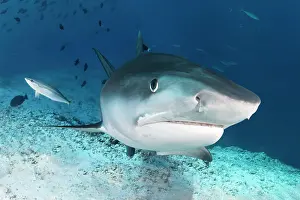 Mackerel: Tiger Shark (Galeocerdo cuvier) from front, portrait