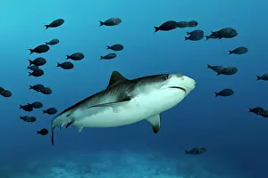 Pods: Tiger Shark (Galeocerdo cuvier) with shoal of fish