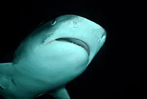 Cuvieri: Tiger SHARK - going overhead, close-up of head