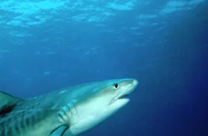 Douglas David Seifert: Tiger SHARK - head to dorsal fin, swimming up into the frame