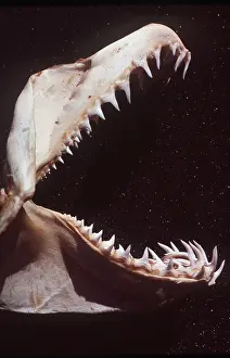 Jaws: TIGER SHARK - Jaw