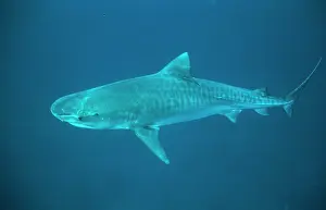 Douglas David Seifert: Tiger SHARK - full length