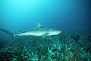 Douglas David Seifert: Tiger SHARK - full length, swimming along sea-bed