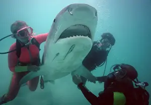 Cuvieri: Tiger SHARK - live shark being handled into position