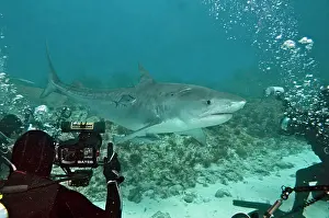 Galeocerdo: Tiger Shark - being photographed by divers