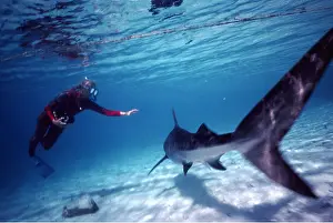Worldwide: TIGER SHARK and Scuba Diver