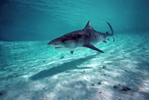 Cuvieri: Tiger SHARK - in shallow water lagoon