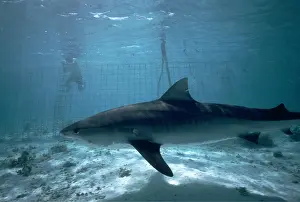 Worldwide: TIGER SHARK and shark proof nets. with scuba diver