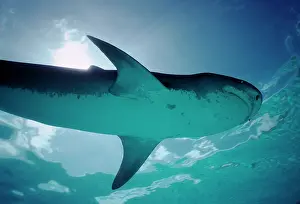 Cuvieri: Tiger SHARK - showing underside