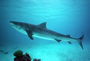 Cuvieri: Tiger SHARK - side view