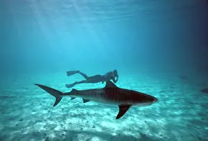Cuvieri: Tiger SHARK - side view, with diver in reef lagoon