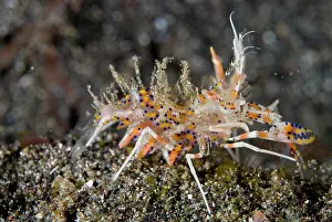 Shrimps: Tiger Shrimp