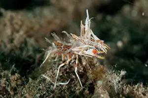 Manado: Tiger Shrimp