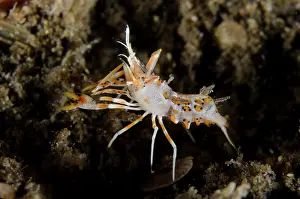 Dragon: Tiger Shrimp