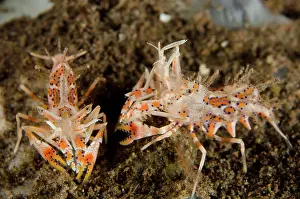Shrimp: Tiger Shrimp pair