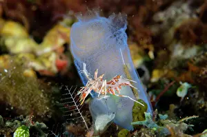 Squirt: Tiger Shrimp - on Sea Squirt (Rhopalaea sp) - Batu