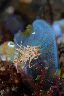 Squirt: Tiger Shrimp - on Sea Squirt (Rhopalaea sp) - Kubu