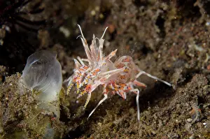 010821: Tiger Shrimp - Seraya dive site, Seraya, Karangasem