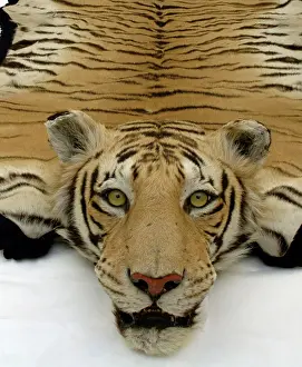 Trophy: Tiger skin rug with mounted head by Van Ingen &