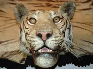 Trophy: Tiger skin wall hanging rug with mounted head by