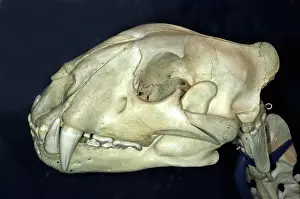 Wildcats: Tiger Skull