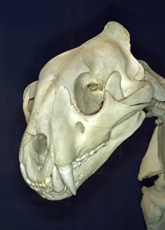 Wildcats: Tiger Skull