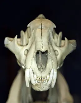 Skull: Tiger Skull