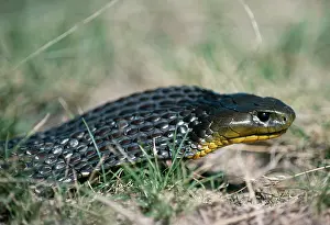 Scutatus: Tiger SNAKE