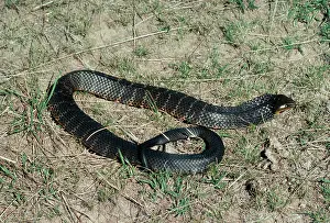 Scutatus: Tiger SNAKE
