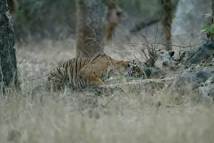 Crouching: Tiger - Stalking prey