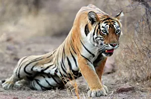Crouching: Tiger - Stalking prey