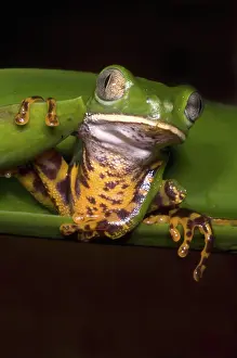 Phyllomedusinae: Tiger-Stripe Monkey Frog